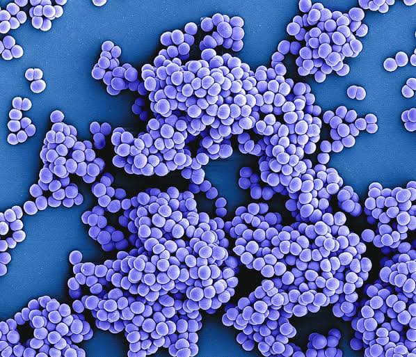 Mitochondrial fission helps immune cells kill bacteria and could counter resistance