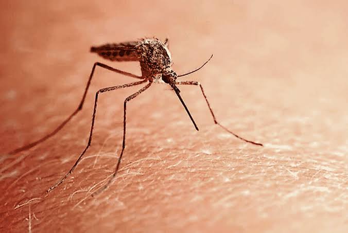 West Nile virus found in Oregon for first time in 2026; health officials advise precautions