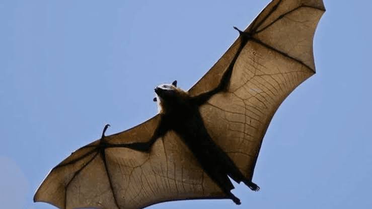 Rabid bat found near playground at Renton’s Gene Coulon Park, health officials say