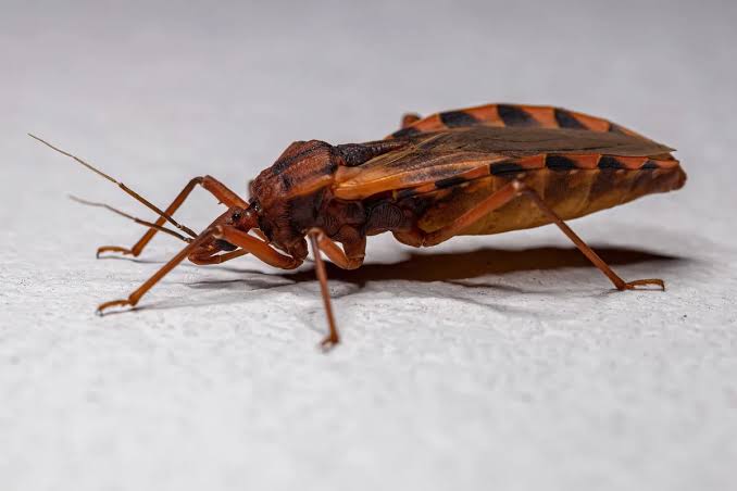 "It's often infected with a parasite, which can be transmitted to humans. Untreated, it can lead to heart failure, damage to the nervous system and death.."