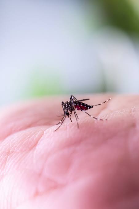 The simple trick that can stop a mosquito bite from itching