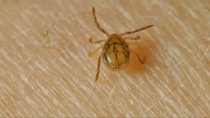 CDC reports rise in ER visits for tick bites as summer nears in Kern County