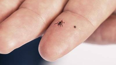 Lyme disease cases can mimic neurological conditions