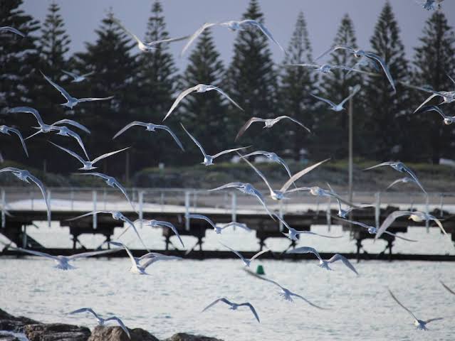 First H5 bird flu case confirmed on SA metro beach