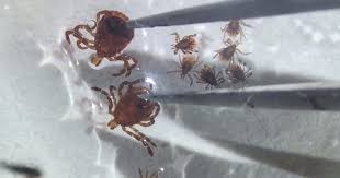 Rare tick-borne virus left New Hampshire man critically ill, "nonverbal"