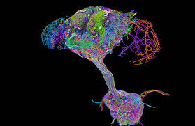 Researchers Publish First Complete Connectome of Fruit Fly Brain and ‘Spinal Cord’
