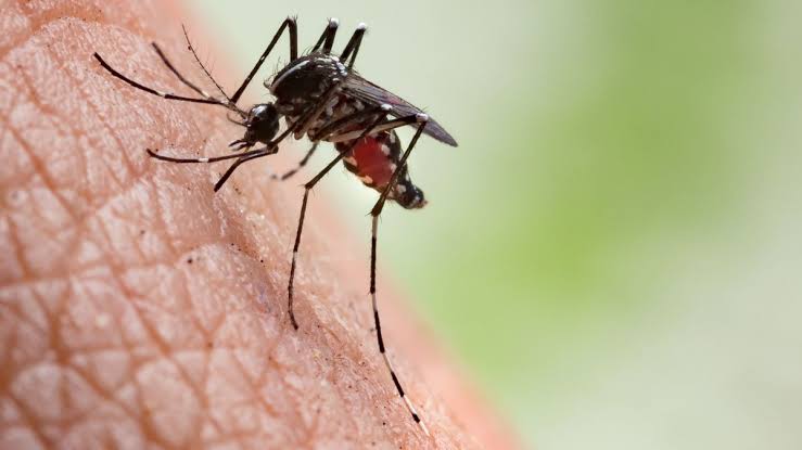 West Nile virus detected in San Gabriel Valley mosquitoes