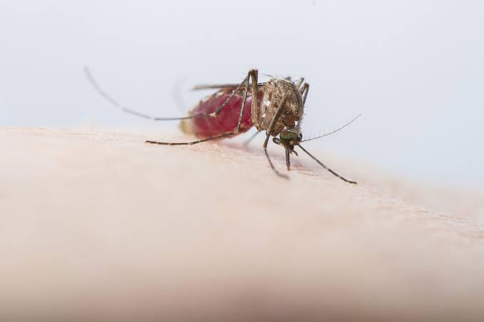Why mosquitoes prefer to bite some people over others
