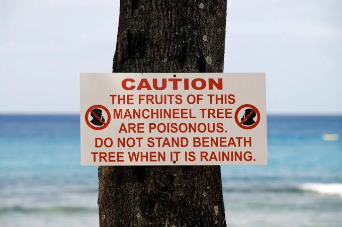 It rains poison, blinds on contact – and its fruit could kill: Inside the ‘Tree of Death'