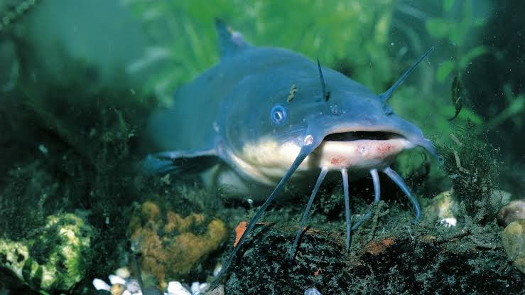 Scientists discover 1st known likely transmissible cancer in wild catfish