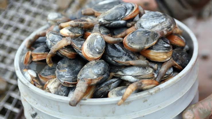 ‘Severe outbreak’ of contagious cancer detected in Washington soft-shell clams