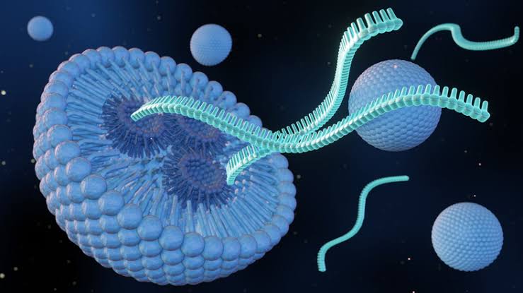 mRNA Uses Unconventional Pathways in CD8+T Cell Priming to Help Vaccines Work