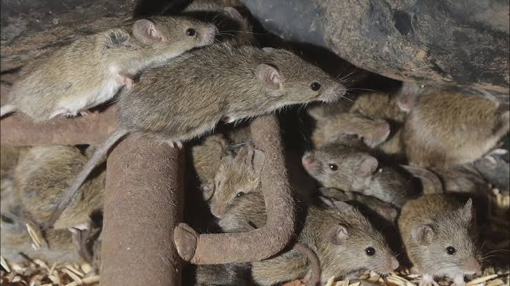 Colorado health officials confirm deadly hantavirus case