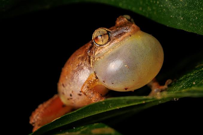 How young coquí frogs balance the competing demands of growth and fighting disease