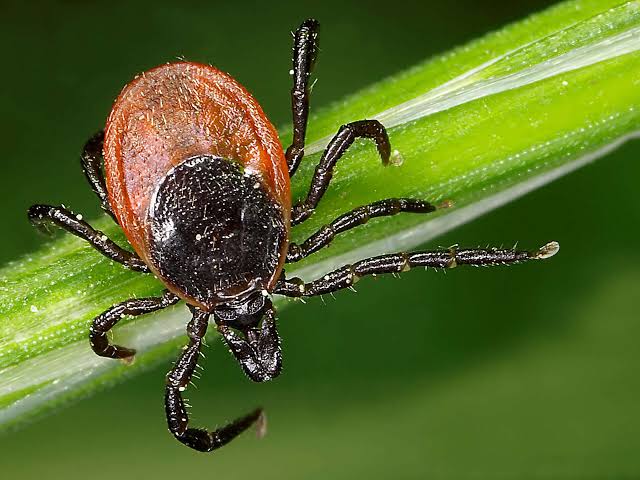 Northern California resident infected with extremely rare tick-borne illness