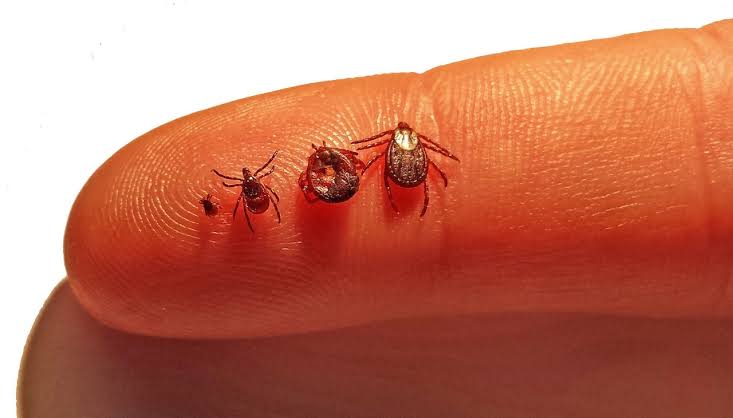 If you feel like Michigan’s tick problem is worse every year, you’re right