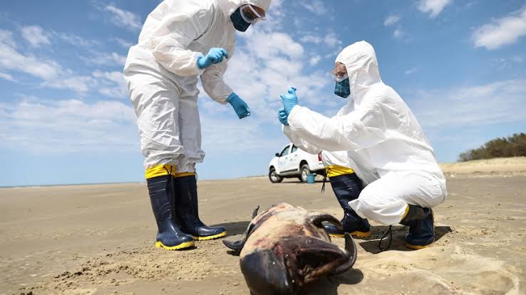 Why Australia's first H5 bird flu case is 'deeply concerning'