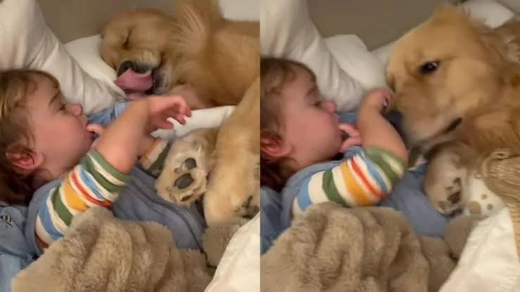 Golden Retriever Wakes From His Nap, Gives Toddler a Kiss & Goes Back To Sleep
