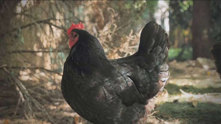 Idaho dairies under quarantine as bird flu spreads, officials urge biosecurity measures