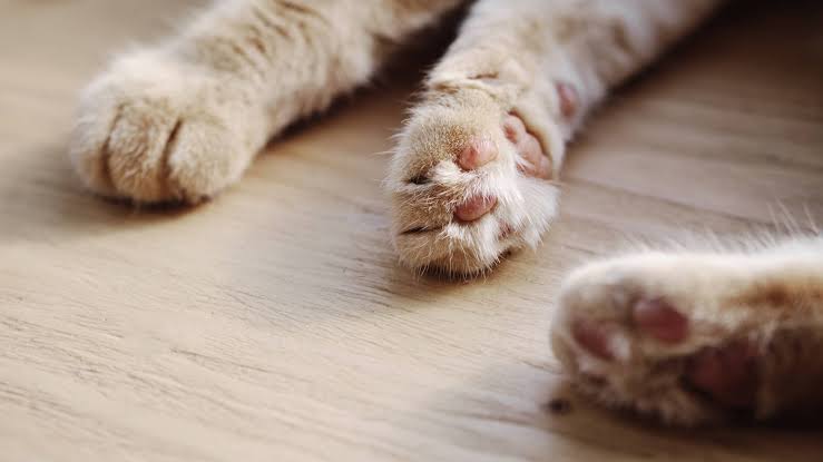 Unique ‘Golden’ Ragdoll Cat Meets a Golden Retriever — and We Can’t Tell Them Apart