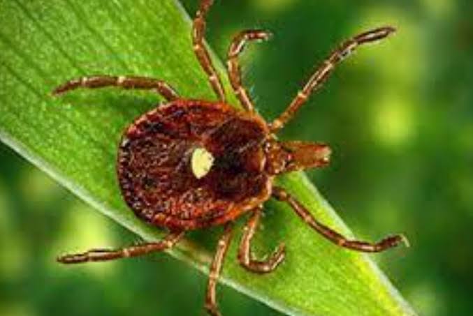 Why tick bites are surging in the US this year