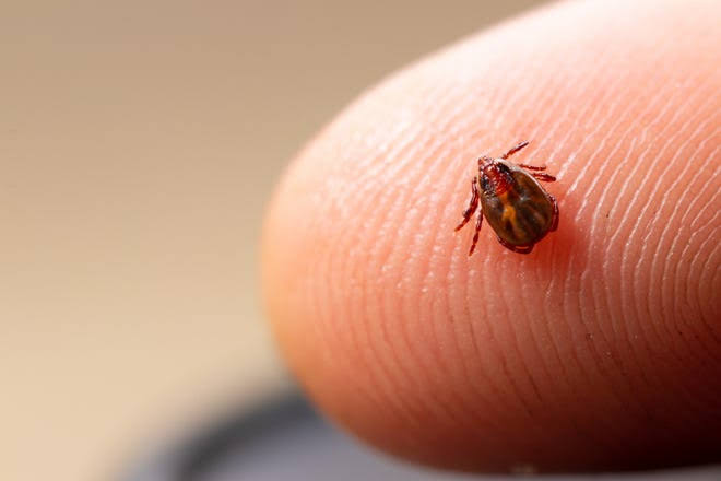 Homeowner's guide to tick prevention