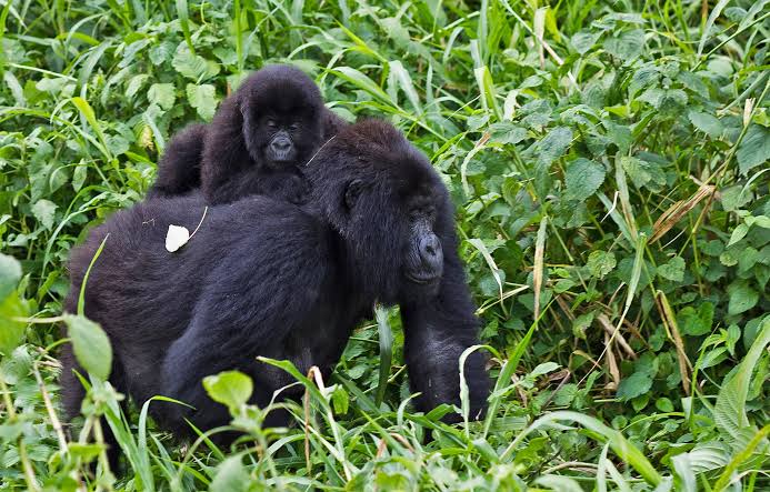 As human Ebola cases climb in DRC, critically endangered gorillas are at risk
