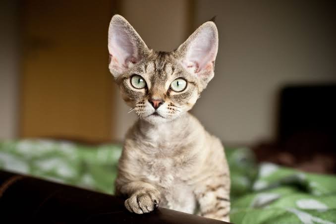 6 Cat Breeds Known for Minimal Shedding