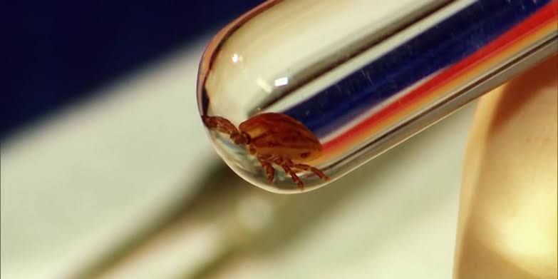 Health officials offer tick safety tips as summer outdoor season ramps up