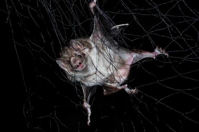 11-Year-Old Boy Woke Up to Find a Bat Laying Across His Face. 19 Days Later, He Died from Rabies