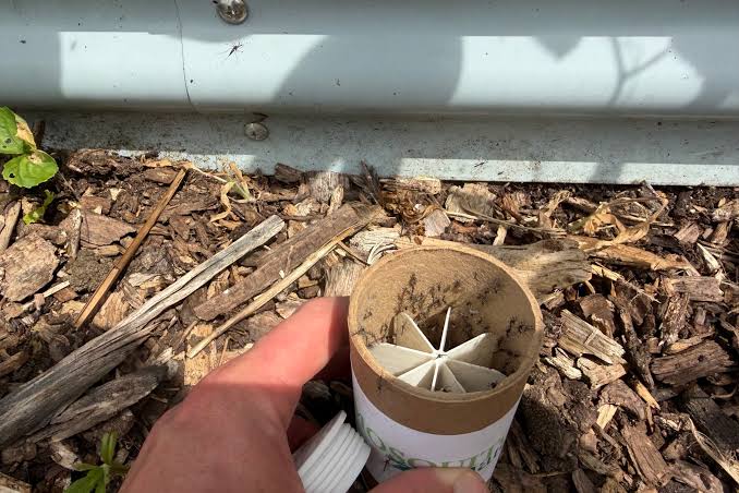 Why a company is releasing 600,000 Wolbachia-infected mosquitoes in the DC region