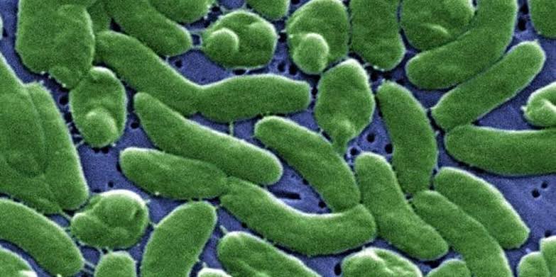 Deadly infection: Florida reports first rare, flesh-eating bacteria death of the year