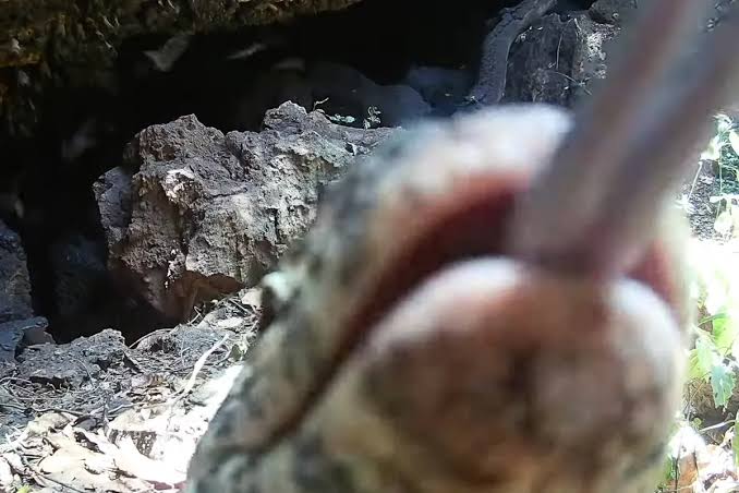 Camera traps film predators descending on cave filled with 40,000 bats. What happens next is staggering