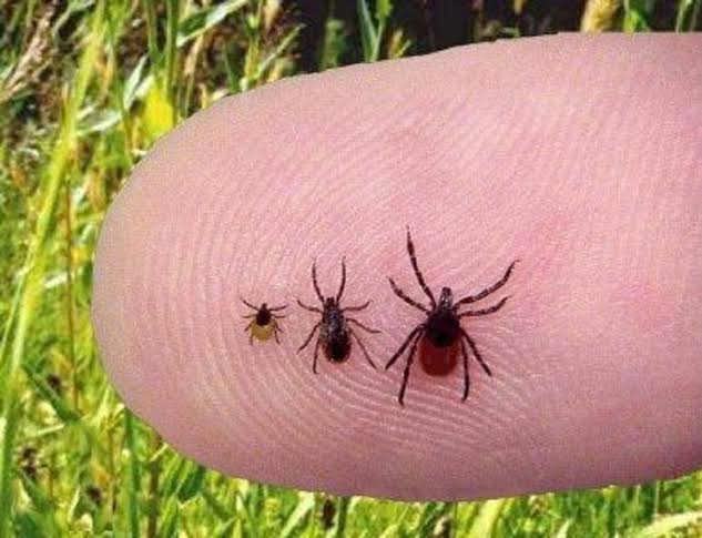 Tickborne Diseases - WHIZ - Fox 5 / Marquee Broadcasting