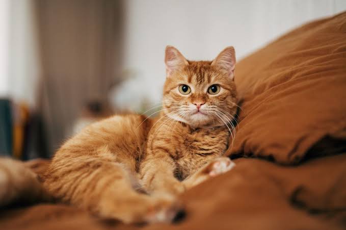 Henrico warns residents of feline parvo virus outbreak