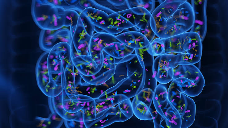 'Poop pills' may ease insomnia by reprogramming the gut microbiome, early study hints