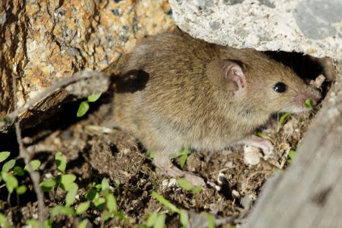 Mutant mice resistant to pest control found in Philly, its suburbs, and NYC. Are rats next?