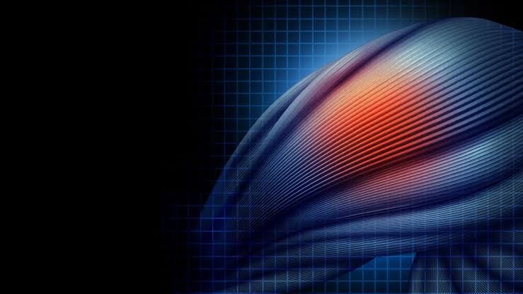 Without this protein, damaged muscle turns to fat and scar tissue