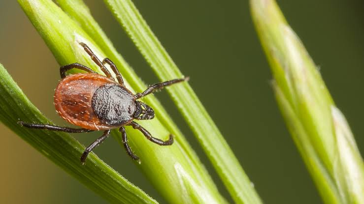 Tick numbers are surging — here's why a lint roller is my secret weapon this summer