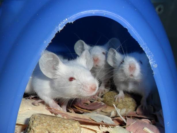 Study reveals prefrontal cortex can hinder learning more efficient behaviors