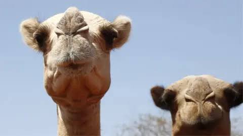 Africa's camels are dying from extreme heat as temperatures soar