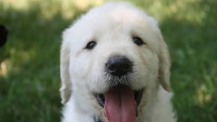 'Huge' 8-Week-Old Golden Retriever Puppy Has the Entire Vet Office Obsessed
