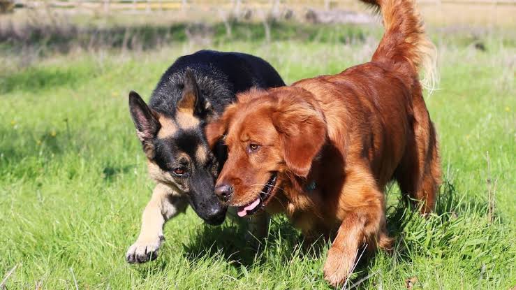 Golden Retriever and German Shepherd Meet on a Walk—and Instantly Become Best Friends