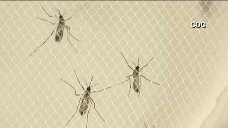30,000 mosquitoes to be released in San Gabriel Valley each week to fight mosquitoes