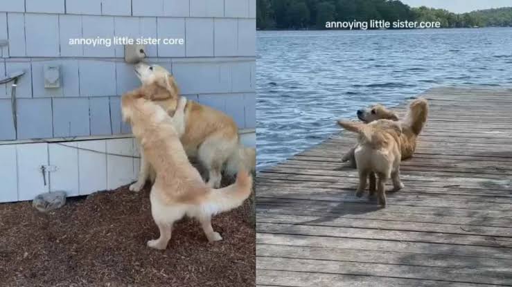 Golden Retriever Suffers Through ‘Annoying’ Little Sister’s Shenanigans