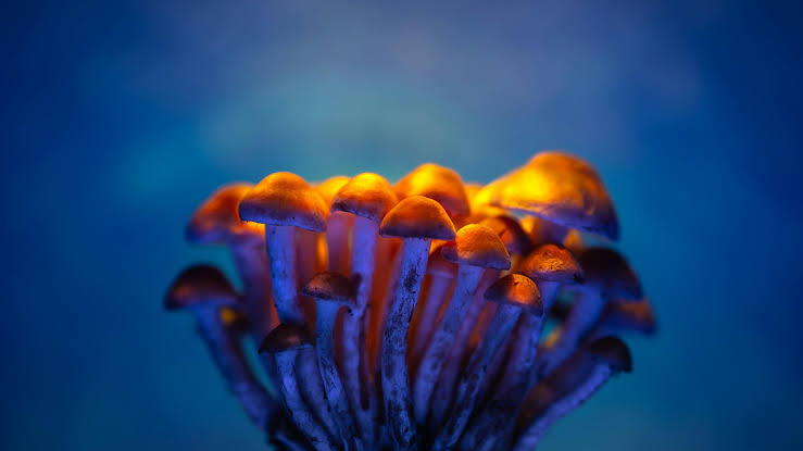 Depression treatment is shifting, and this mushroom-derived compound is driving one of psychiatry's biggest new tests