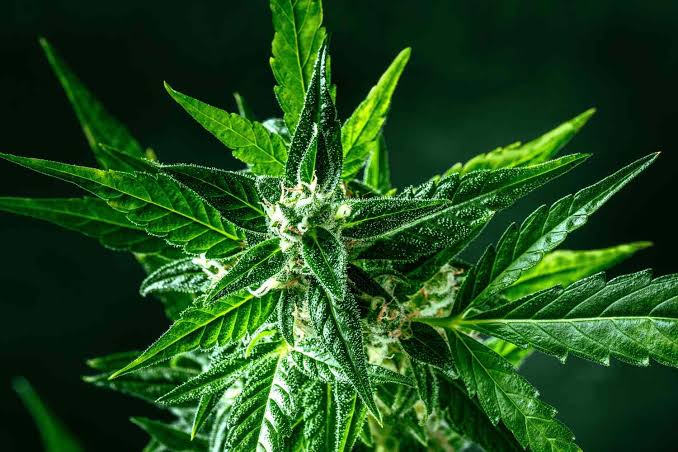 Scientists Say These 2 Cannabis Compounds Show Early Promise Against Fatty Liver Disease