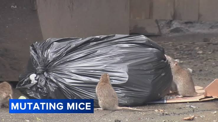 Mutating mice becoming growing problem in Philadelphia, Rutgers researchers say