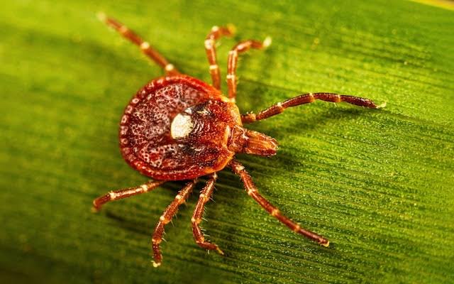 The tiny tick threatening to ruin Americans’ summer – by turning them vegan