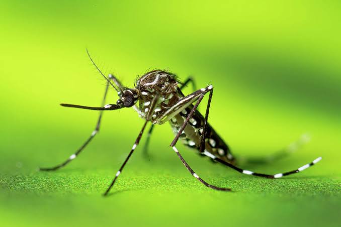 Invasive 'yellow fever' mosquito newly found in Castro Valley